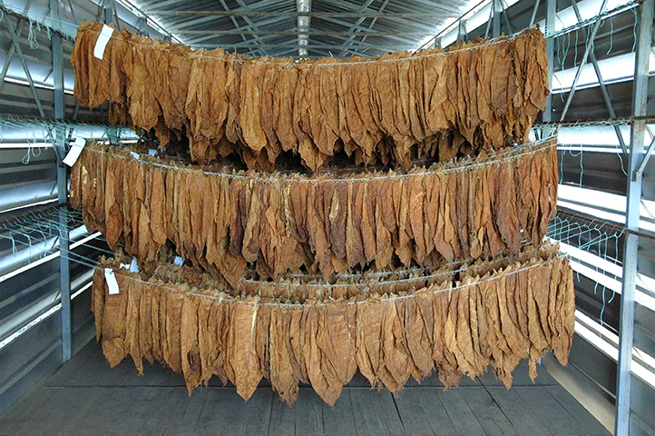 Rows of dried tobacco leaves hanging in a curing barn, sourced for a premium tobacco shop in Tulsa.